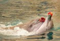/album/fotogaleria/att00001-jpg-jpg/