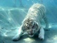 /album/fotogaleria/att00009-jpg-jpg1/